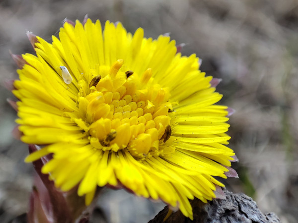 Обзор Xiaomi Mi 11: горячая штучка!