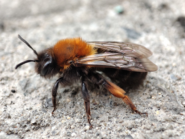 Обзор Xiaomi Mi 11: горячая штучка!