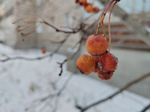 Обзор Honor 70: красота и честь