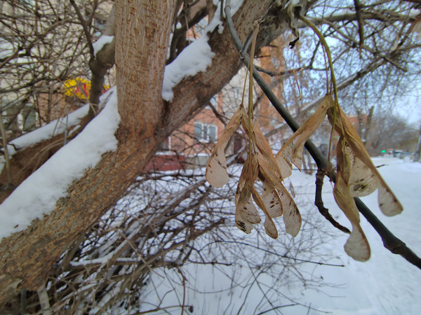 Обзор Honor 70: красота и честь