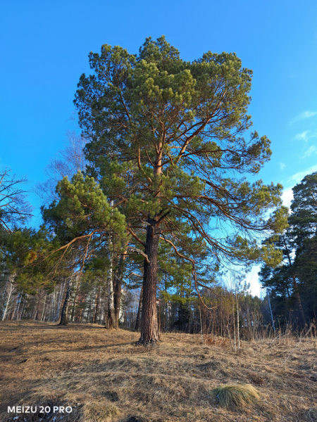 Обзор Meizu 20 Pro: игрофон с нюансами