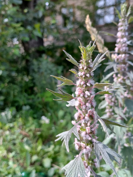 Обзор Blackview BV9300: павербанк со встроенным телефоном