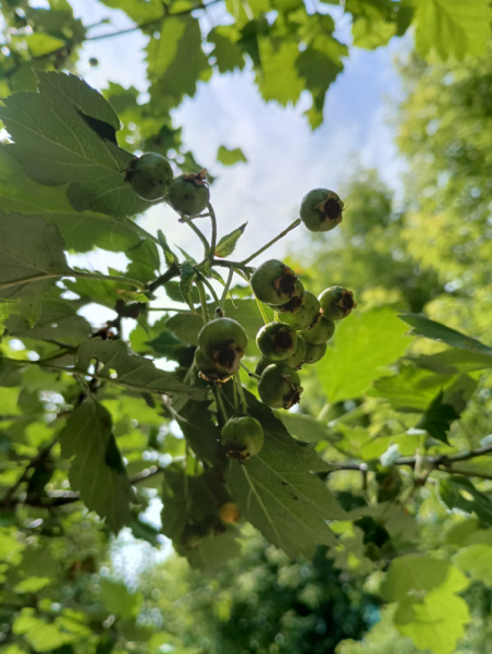 Обзор Blackview BV9300: павербанк со встроенным телефоном