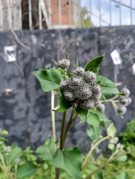 Обзор Blackview BV9300: павербанк со встроенным телефоном