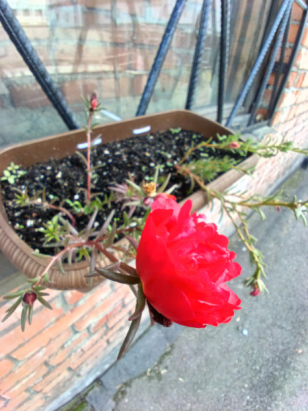 Обзор Blackview BV9300: павербанк со встроенным телефоном