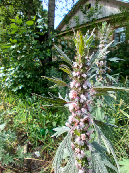 Обзор Blackview BV9300: павербанк со встроенным телефоном