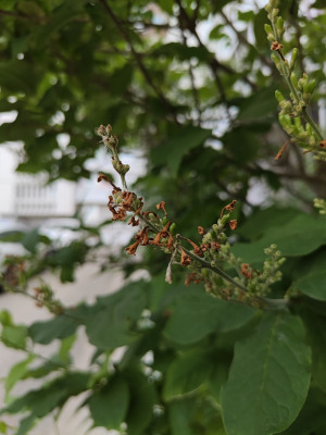 Обзор iQOO Neo 8 и Neo 8 Pro: старый друг лучше новых с плюсом