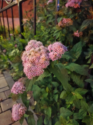 Обзор iQOO Neo 8 и Neo 8 Pro: старый друг лучше новых с плюсом