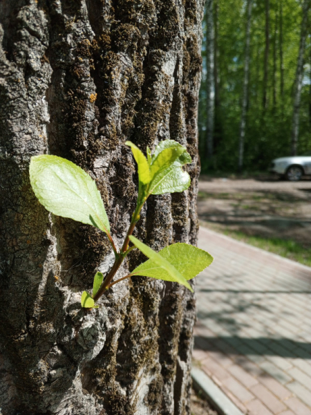 Обзор Infinix Hot 30: горячая картошка