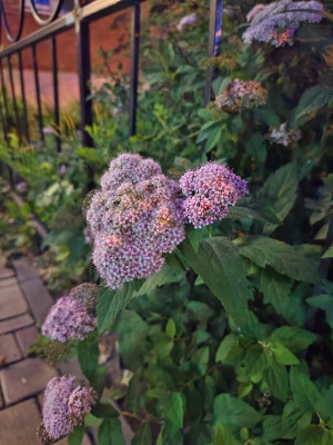 Обзор iQOO Neo 8 и Neo 8 Pro: старый друг лучше новых с плюсом