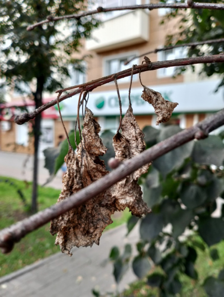 Обзор Realme C53: есть свои тонкости