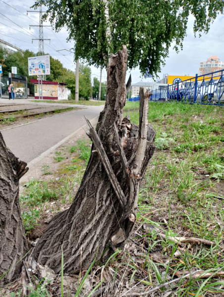 Обзор Realme C53: есть свои тонкости