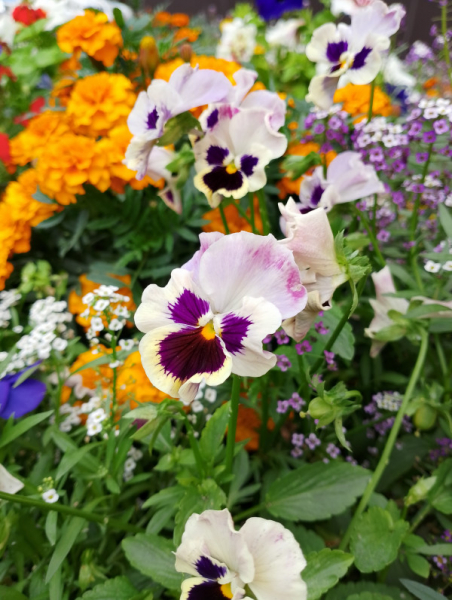 Обзор Realme C53: есть свои тонкости