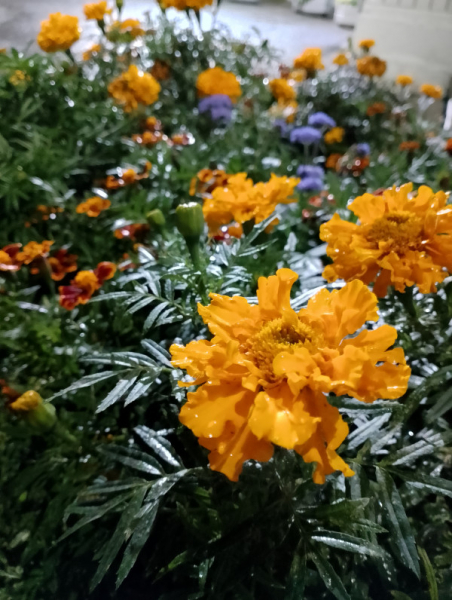 Обзор Realme C53: есть свои тонкости