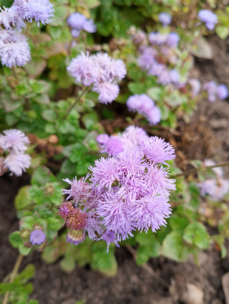 Обзор Realme C53: есть свои тонкости