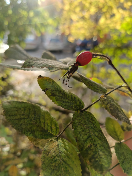 Обзор Realme 11: девять с половиной и быстрая зарядка