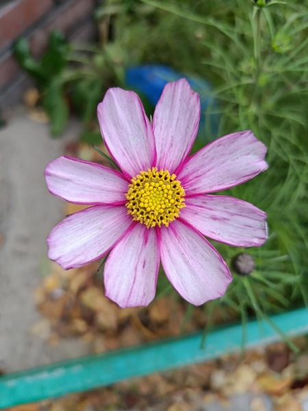 Обзор Realme 11: девять с половиной и быстрая зарядка