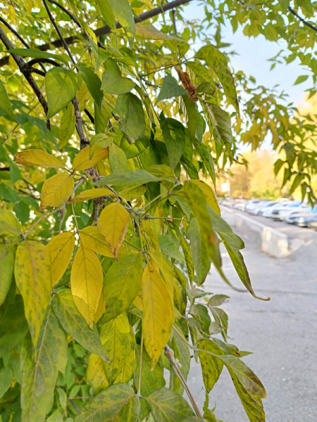 Обзор Realme 11: девять с половиной и быстрая зарядка