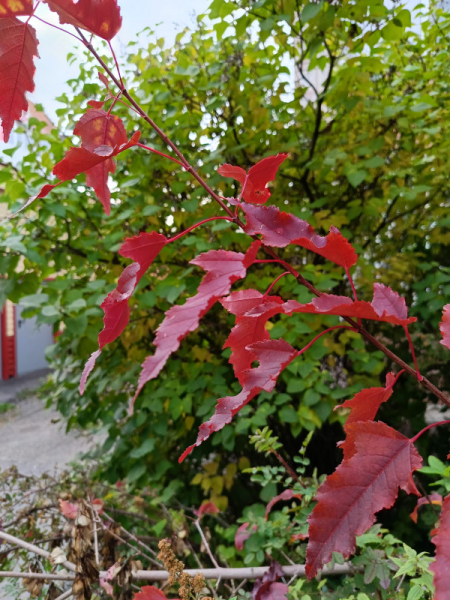 Обзор Realme 11: девять с половиной и быстрая зарядка