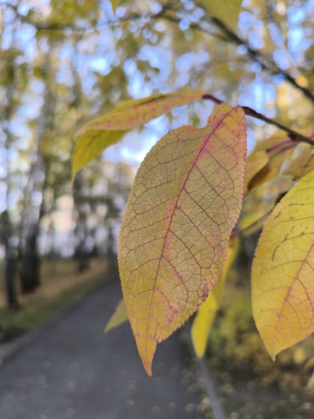 Обзор Xiaomi Redmi Note 13 Pro и Redmi Note 13 Pro+: народные решения