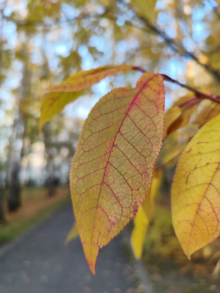 Обзор Xiaomi Redmi Note 13 Pro и Redmi Note 13 Pro+: народные решения