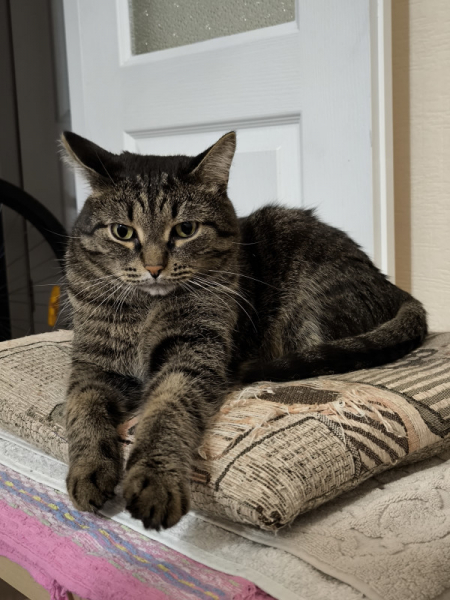 Обзор Xiaomi 13T и 13T Pro: работяги на Dimensity