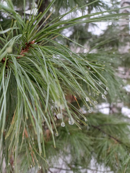 Обзор Blackview Shark 8: лучший бюджетный смартфон