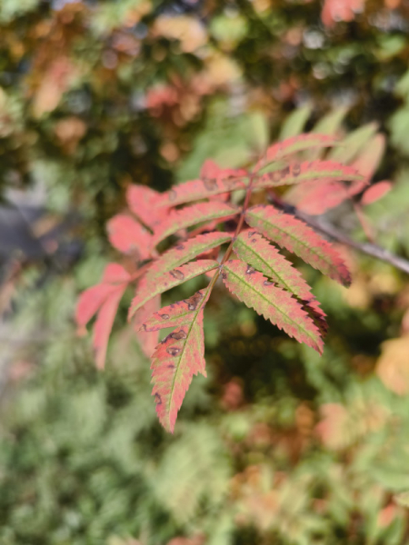 Обзор Xiaomi 13T и 13T Pro: работяги на Dimensity