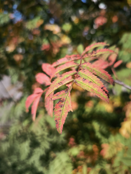 Обзор Xiaomi 13T и 13T Pro: работяги на Dimensity