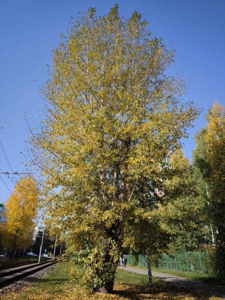 Обзор Xiaomi 13T и 13T Pro: работяги на Dimensity