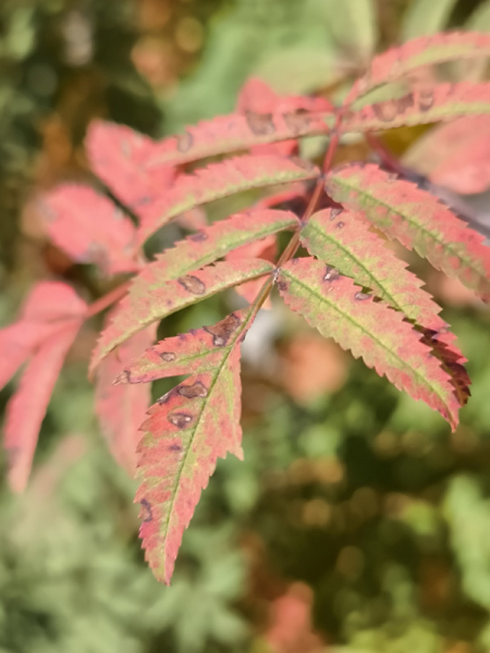 Обзор Xiaomi 13T и 13T Pro: работяги на Dimensity