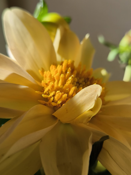 Обзор Xiaomi 13T и 13T Pro: работяги на Dimensity