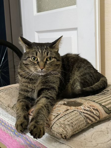 Обзор Xiaomi 13T и 13T Pro: работяги на Dimensity