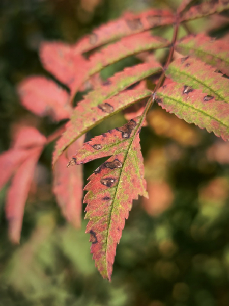 Обзор Xiaomi 13T и 13T Pro: работяги на Dimensity