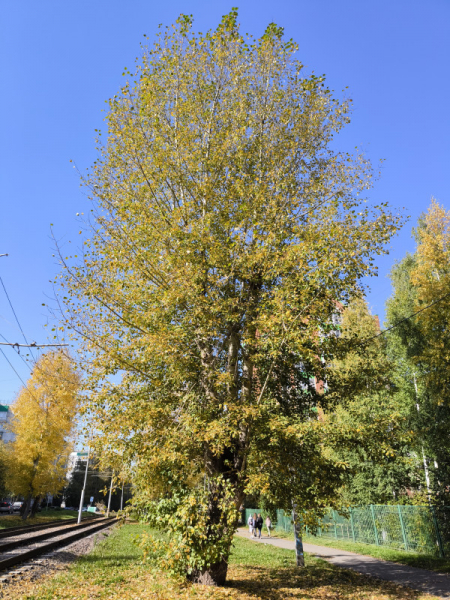 Обзор Xiaomi 13T и 13T Pro: работяги на Dimensity