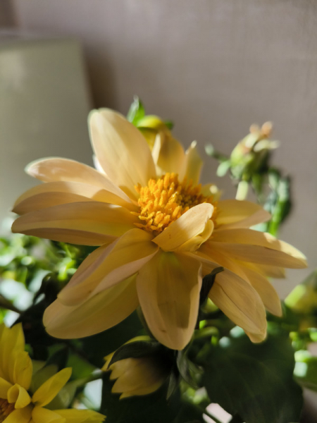 Обзор Xiaomi 13T и 13T Pro: работяги на Dimensity