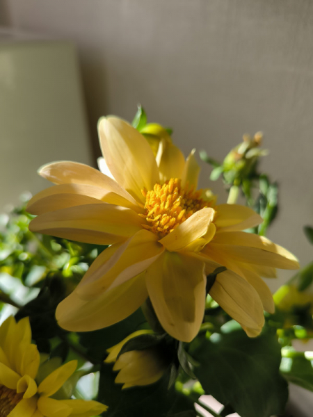 Обзор Xiaomi 13T и 13T Pro: работяги на Dimensity