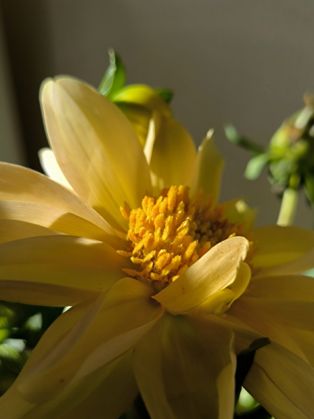 Обзор Xiaomi 13T и 13T Pro: работяги на Dimensity