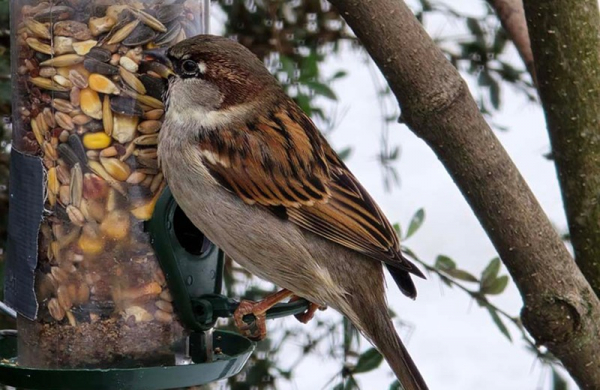 Обзор Samsung Galaxy S24 Ultra: флагманского смартфона с новым измерением зум-камер и ИИ Обзор Samsung Galaxy S24 Ultra: флагманского смартфона с новым измерением зум-камер и ИИ